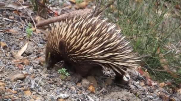 Австралийское Млекопитающее Echidna Spiny Ant Eater Monotreme Ищет Муравьёв Рыщущих — стоковое видео