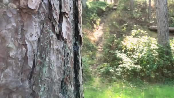 Primer Plano Corteza Árbol Día Soleado Bosque — Vídeo de stock