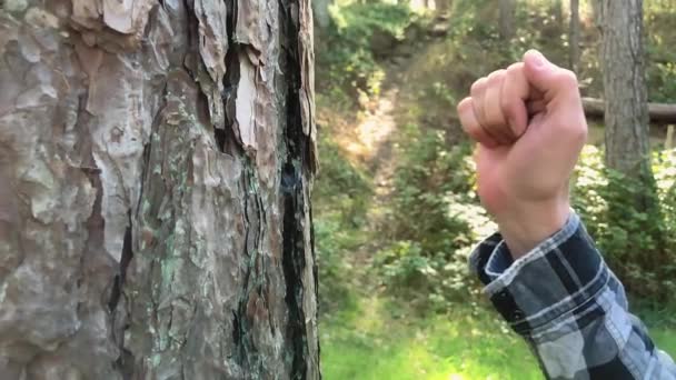 Mano Masculina Golpea Tres Veces Corteza Del Árbol Bosque Día — Vídeos de Stock