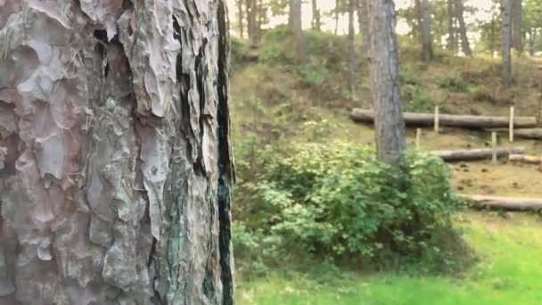 Main Mâle Frappe Trois Fois Sur Écorce Arbre Dans Forêt — Video