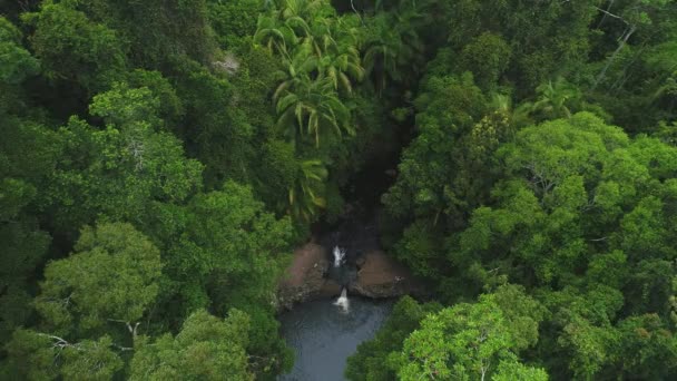 上からの小さな滝の景色 空中では 熱帯雨林の真ん中で滝と小さな岩のラグーンを撮影しました 緑豊かな木々や小さな滝の牧歌的なシーン オーストラリアのスプリングブルック — ストック動画