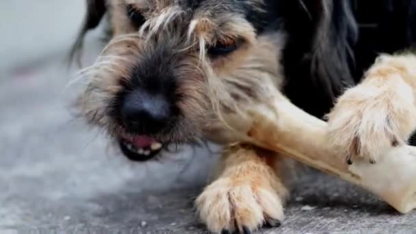 スロバキアラフヘアポインタ大きなサイズの犬は噛むと大きな有機骨をなめる — ストック動画