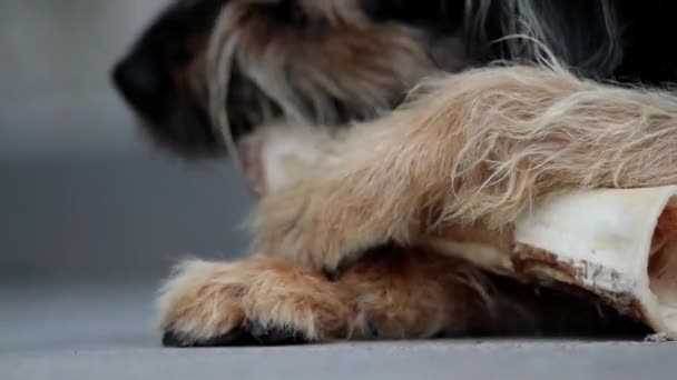 スロバキアラフヘアポインタ大きなサイズの犬は噛むと大きな有機骨をなめる — ストック動画