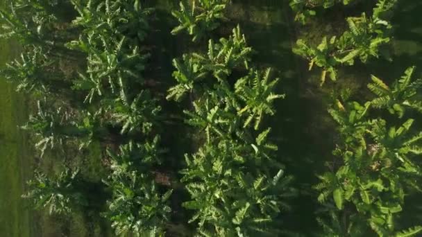 Luftaufnahme Einer Bananenplantage Drohne Fliegt Über Viele Bananenbäume Australien — Stockvideo