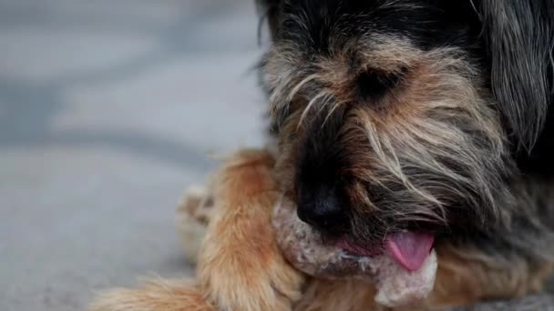 Словацький Волос Pointer Large Size Dog Лиже Велику Органічну Кістку — стокове відео