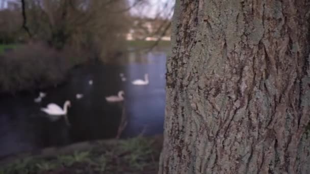 Revelando Pan Shot Uma Árvore Cisnes Nadando Lago Dia Ensolarado — Vídeo de Stock