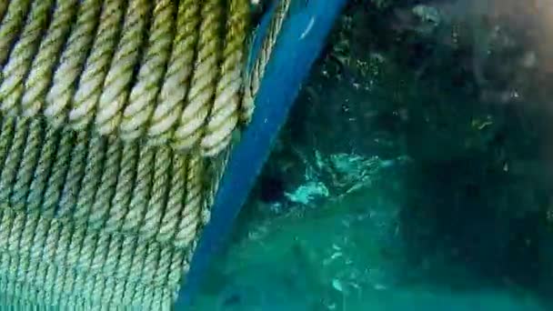 물고기와 성게가 발견되는 바다로 내려가는 다리를 내려가다가 계단을 올라가 수면으로 — 비디오