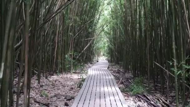 Wandelen Door Een Bamboe Bos Maui Hawaii — Stockvideo