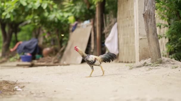 Gallo Pasando Por Camino Pobre Ciudad Cerca Mandalay — Vídeo de stock