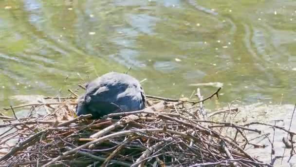 Coot Fulica Atra Fixing Its Nest Middle Lake — Stock Video