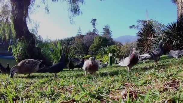 Ταΐζοντας Περιστέρια Πουλιά Στο Πάρκο Μια Καλοκαιρινή Μέρα Μπλε Ουρανό — Αρχείο Βίντεο