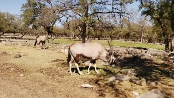 Yolun Kenarındaki Antilopların Yanından Geçerek Koruma Sahasında Otlayan Antiloplara Yaklaş — Stok video