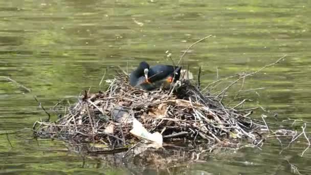 Coot Fulica Atra Broeden Met Zijn Kleurrijke Kuikens Een Nest — Stockvideo