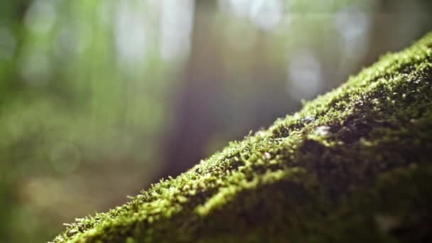 树桩上的绿色苔藓特写 — 图库视频影像