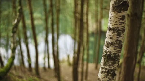 湖畔森林里的桦树特写 — 图库视频影像