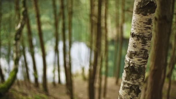 Primo Piano Una Betulla Una Foresta Vicino Lago — Video Stock