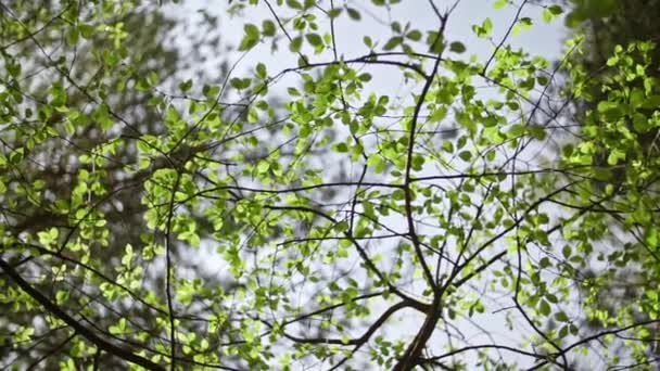 Câmera Rotativa Sob Árvores Com Folhas Verdes — Vídeo de Stock