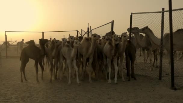 Někteří Velbloudí Dromedáři Farmě Poušti Dubai — Stock video