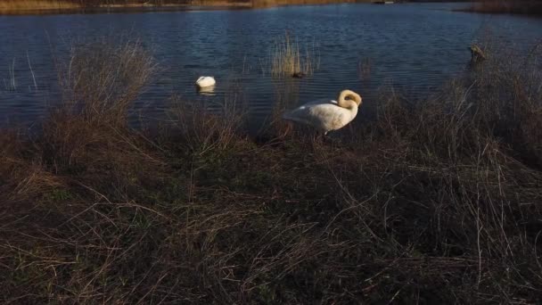 Amplio Tiro Cisne Poda Parque Natural Contra Fondo Del Lago — Vídeo de stock