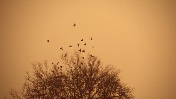 Pássaros Câmera Lenta Voando Céu Laranja — Vídeo de Stock