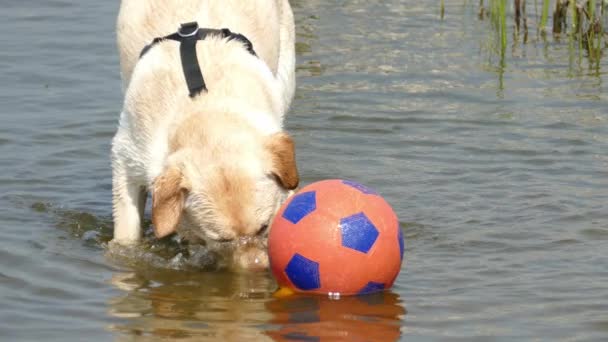 Yavaş Hareket Eden Köpek Sahilde Suyu Sallıyor — Stok video