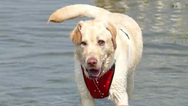 Hund Skakar Vatten Och Leker Med Bollen Havet — Stockvideo