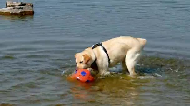 Labrador Dog Divierte Jugando Con Pelota Mar Con Bola Roja — Vídeo de stock