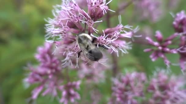 Пчела Зависает Розовом Фиолетовом Цветке Затем Улетает — стоковое видео