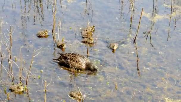 Mallard Mother Duck Dabbling Diving Food Ducklings — Stock Video