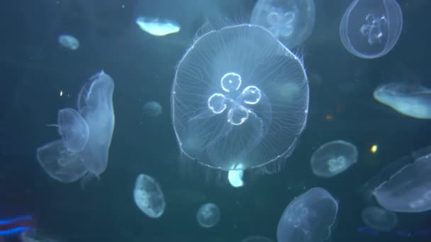 Quallen Schwimmen Wasserbecken — Stockvideo