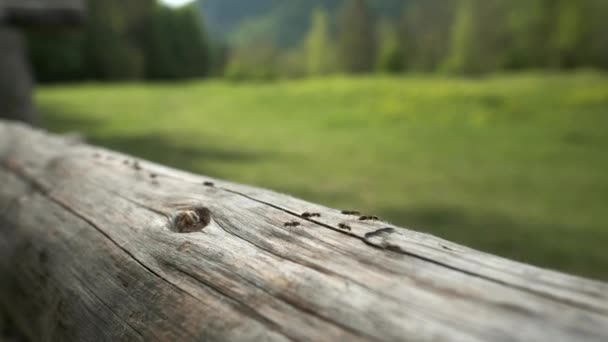 Armáda Mravenců Kráčejících Podél Plotu Jezera Bohinj Venkově Během Jara — Stock video