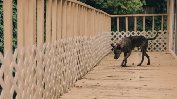 Nieuwsgierige Zwerfhond Verkent Roestig Dek Steekt Neus Hek Ruikende Omgeving — Stockvideo