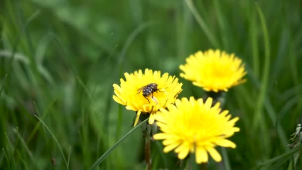 Flyga Blomma Samla Pollen Våren Nära Bohinj Sjön Slovenien — Stockvideo