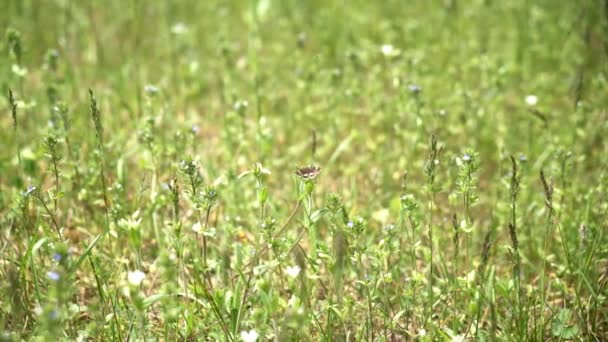 Farfalla Che Vola Fiore Fiore Raccogliendo Polline Primavera Bohinj Bellissimo — Video Stock