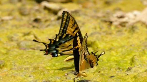 Dwa Tiger Jaskółka Żółty Czarny Motyl Trzepotanie Skrzydła Wiatr Zbliżenie — Wideo stockowe