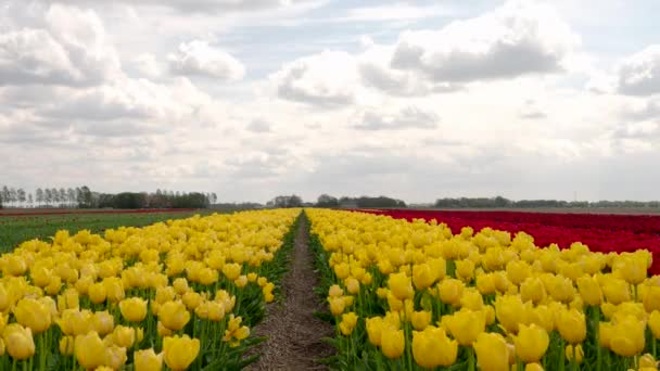 Hollandia Híres Tulipánokról Tulipán Virágokat Exportál Szerte Világon Seen Egy — Stock videók