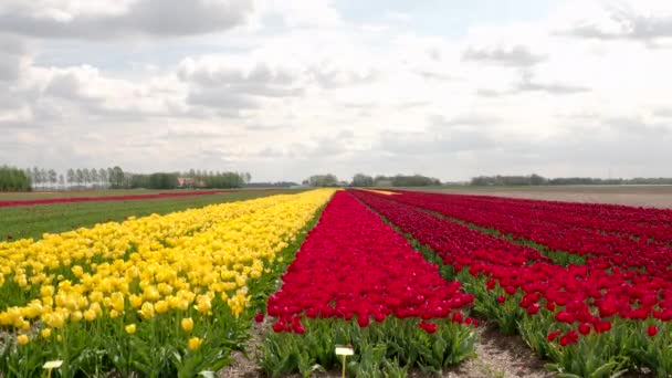オランダのカラフルなチューリップ畑 — ストック動画