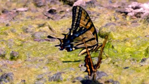 Dwa Tiger Jaskółka Żółty Czarny Motyl Trzepotanie Skrzydła Wiatr Zbliżenie — Wideo stockowe