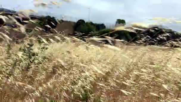 強風の中で野生の吹く成長黄金の野生の乾燥草のシリアル植物 野生のオート麦のパンニングショット 地球温暖化効果です 乾燥した風景の中で盆地の乾燥 — ストック動画