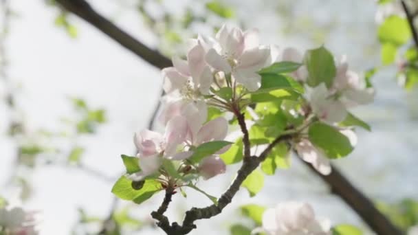 Яблоко Цветет Весной Замедленной Съемке — стоковое видео