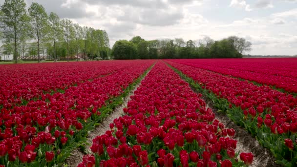 Campos Tulipán Rojo Holanda — Vídeos de Stock