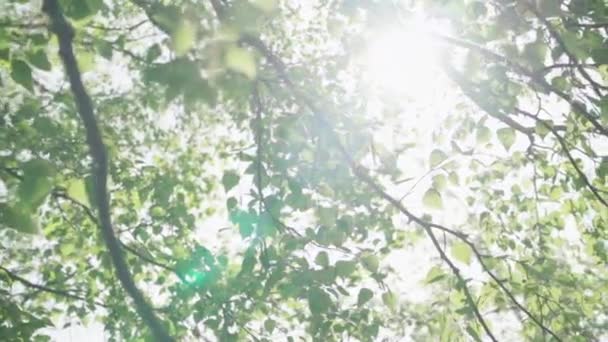 Sluneční Světlo Proniká Listím Stromě — Stock video