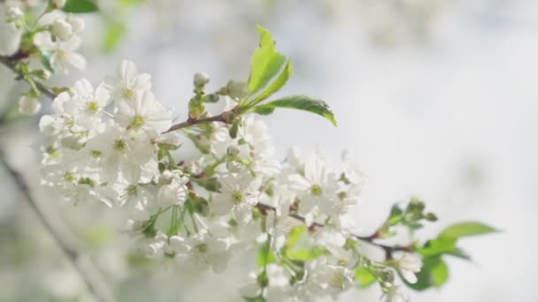 Flores Maçã Durante Primavera Câmera Lenta — Vídeo de Stock