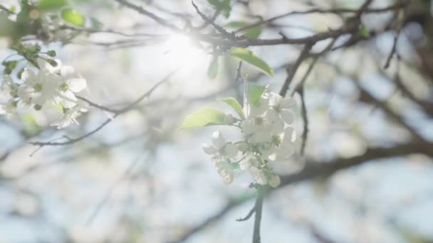 Flores Maçã Durante Primavera Câmera Lenta — Vídeo de Stock