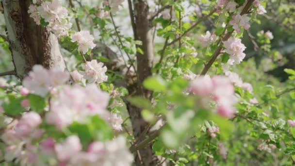 Flores Maçã Durante Primavera Câmera Lenta — Vídeo de Stock