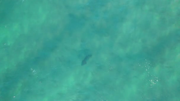 Σιλουέτα Του Καρχαρία Κολυμπά Στα Ρηχά Τυρκουάζ Νερά Της Αυστραλίας — Αρχείο Βίντεο