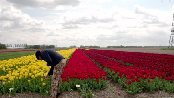 Een Indiaas Toeristisch Echtpaar Dat Nederland Van Tulpen Geniet Bewondert — Stockvideo