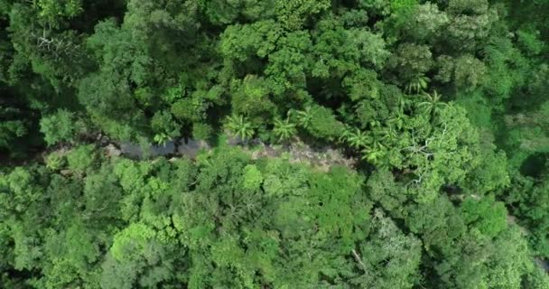 Aerial Panorering Skjuten Genom Djungeln Ser Skogen Med Bäck Flödar — Stockvideo