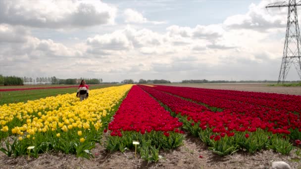 スローモーションでオランダのチューリップ畑を散歩するインドの女性観光客 オランダでチューリップ畑を楽しむために4月 5月の訪問 — ストック動画