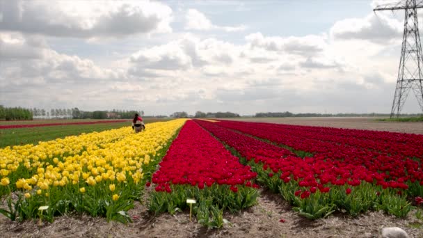 Una Turista Indiana Che Passeggia Campo Tulipani Nei Paesi Bassi — Video Stock